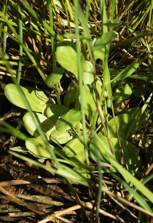 feuille