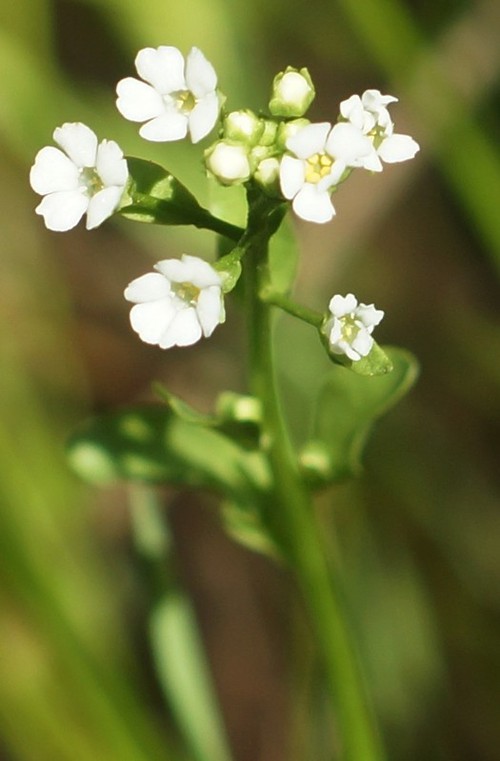inflorescence