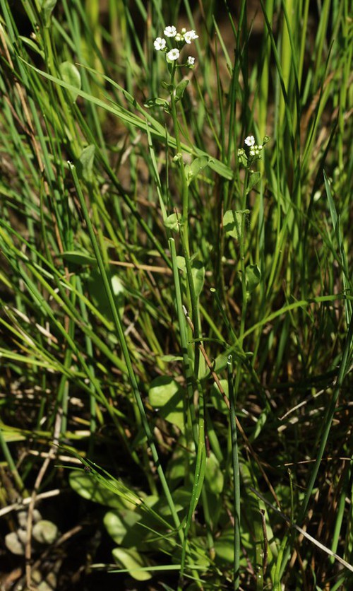Plante entière