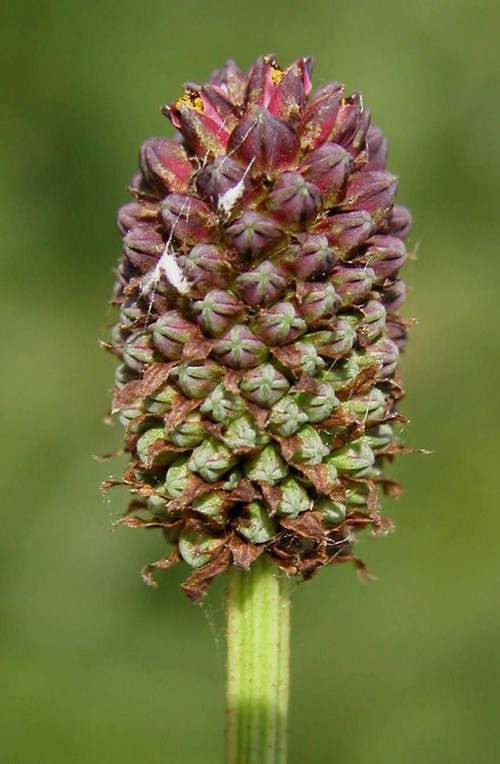 inflorescence