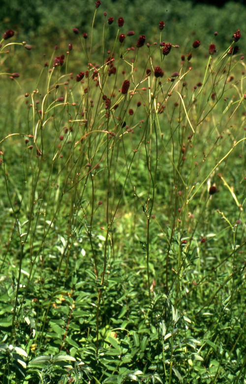Plante entière