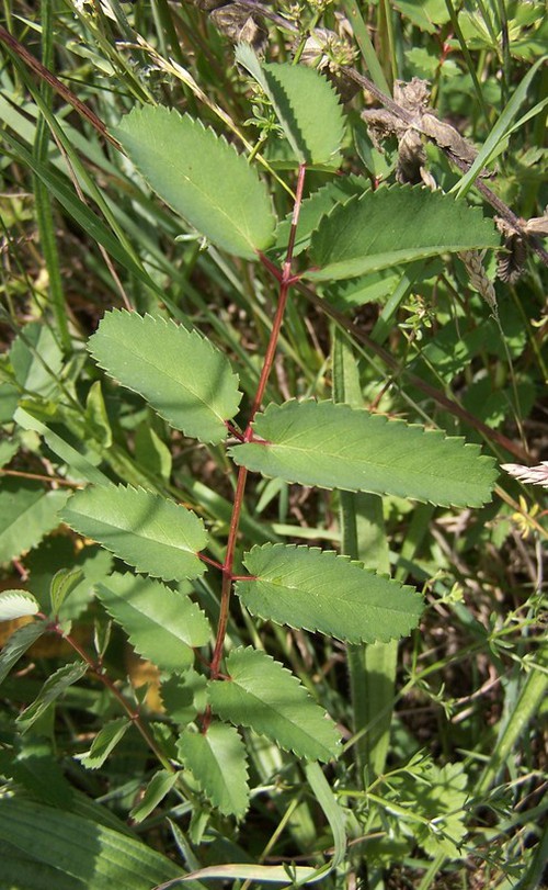 feuille