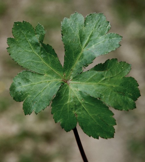 détail feuille
