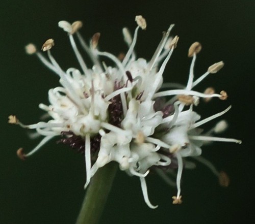 détail fleur