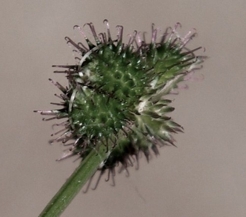détail fruit