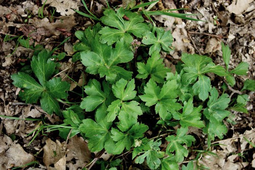 feuille
