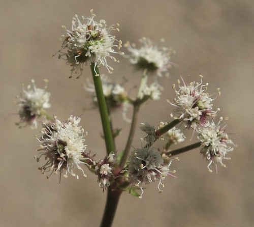inflorescence