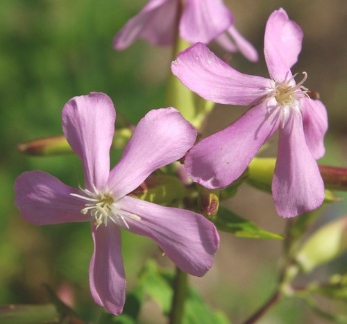 détail fleur