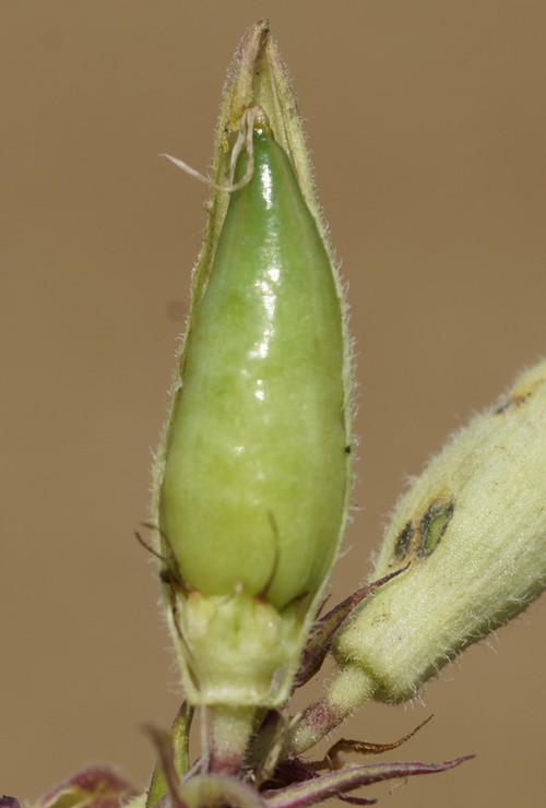 détail jeune fruit