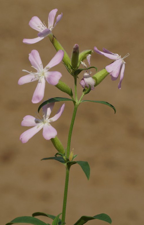 inflorescence
