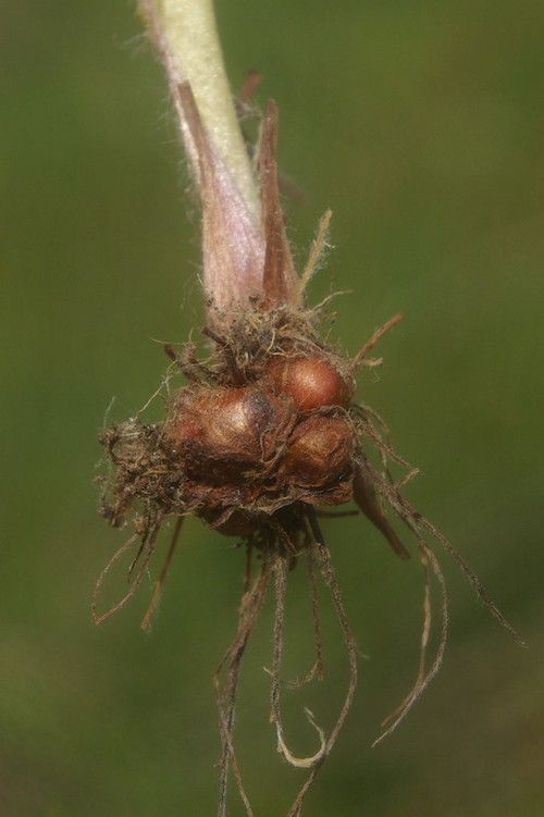 bulbilles