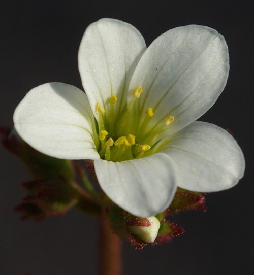 détail fleur