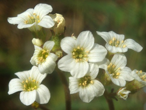 fleur