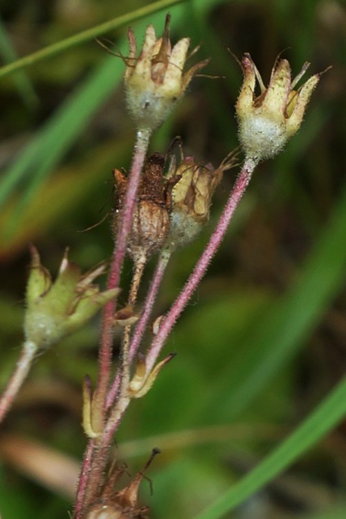 fruit