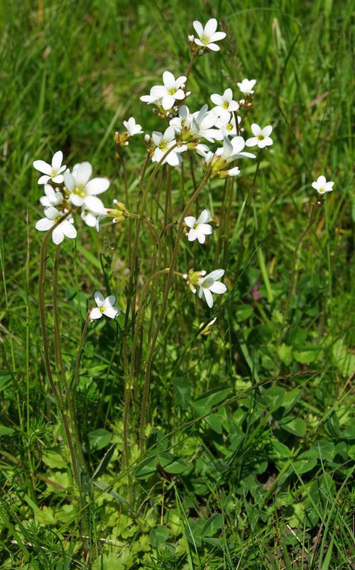 Plante entière