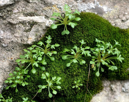 feuille