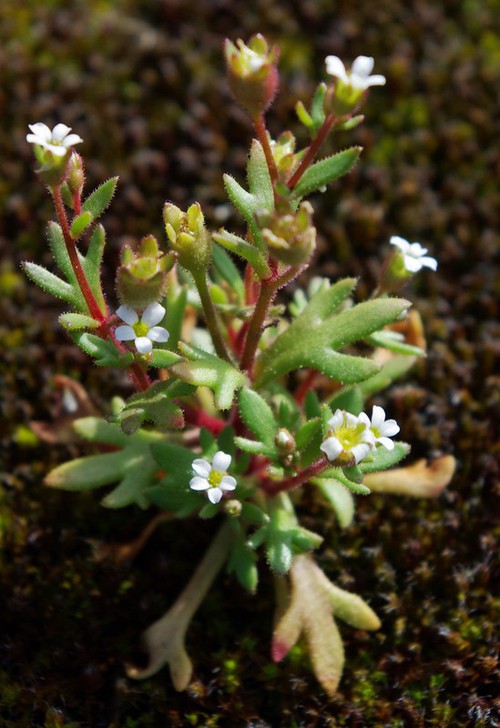 Plante entière