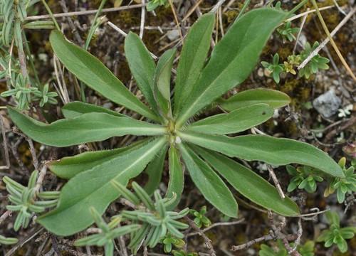 feuille basale