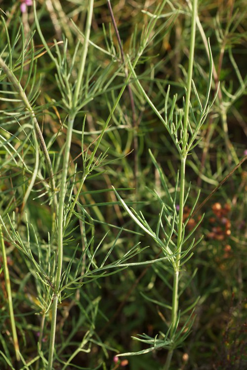 feuille caulinaire