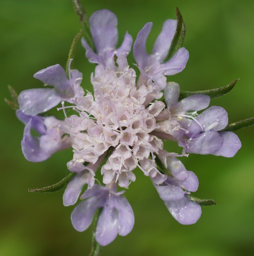 inflorescence