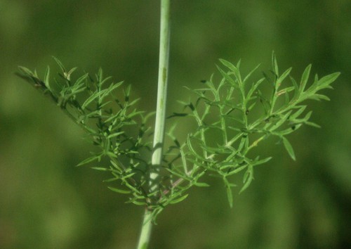 feuille