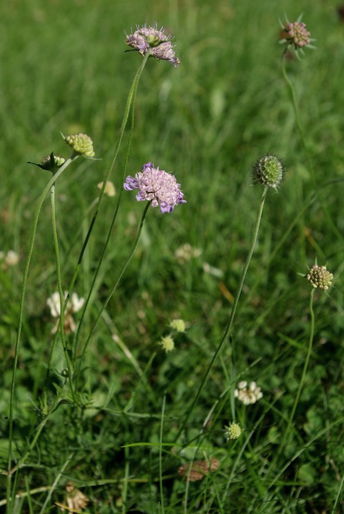 Plante entière