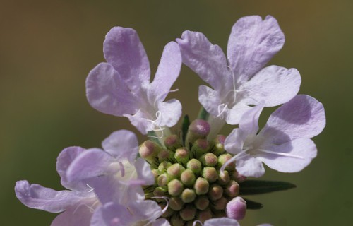 détail fleur