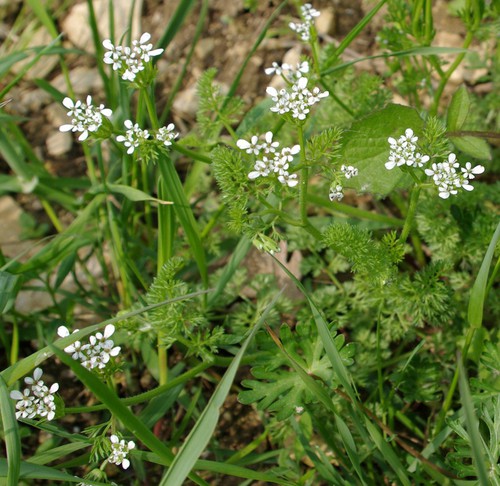 Plante entière