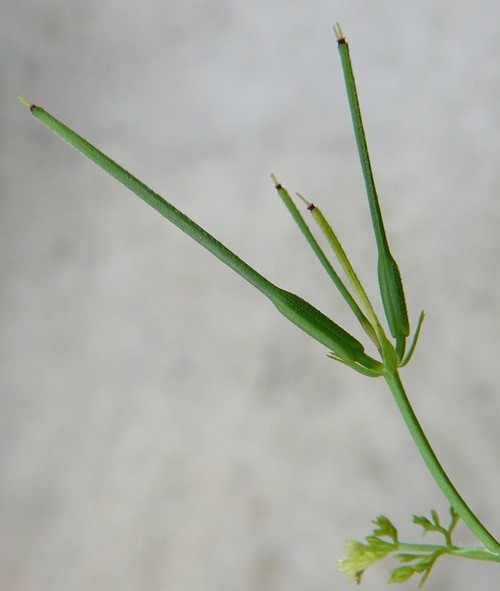 détail fruit