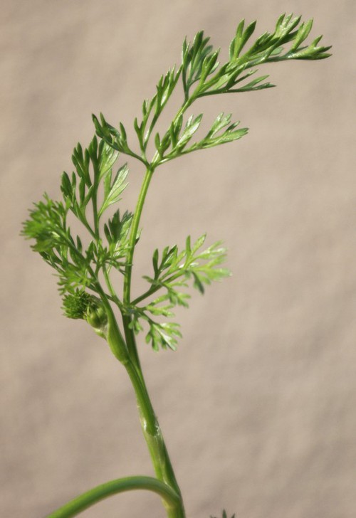 feuille