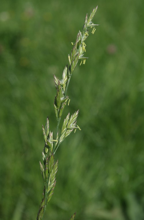 détail fleur