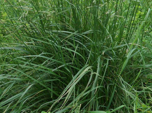 feuille