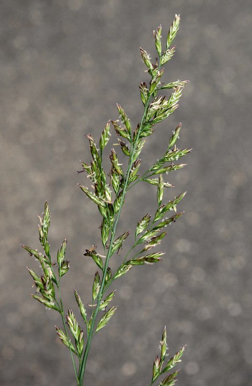 inflorescence