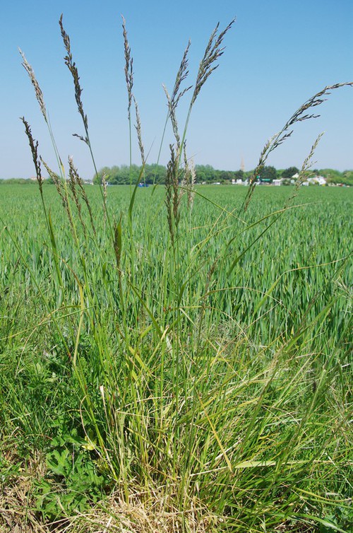 Plante entière