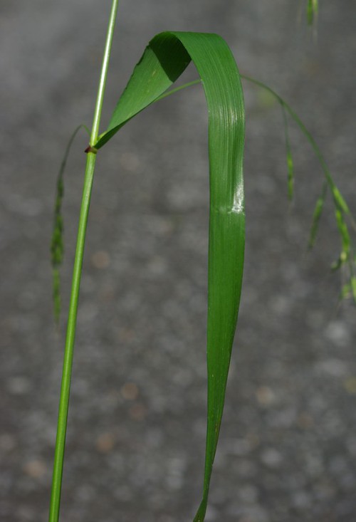 feuille
