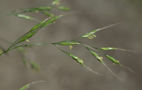 inflorescence