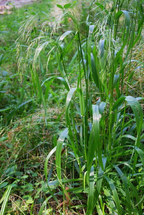 Plante entière