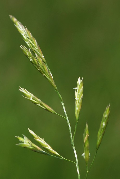 détail fleur