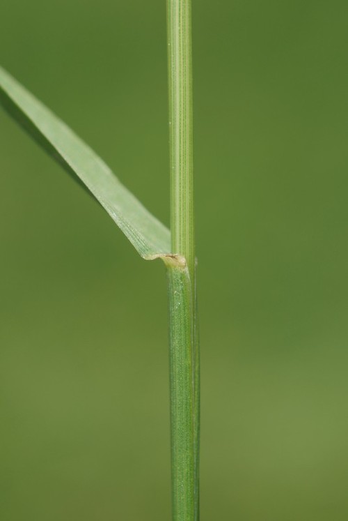 feuille