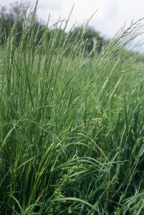 Plante entière