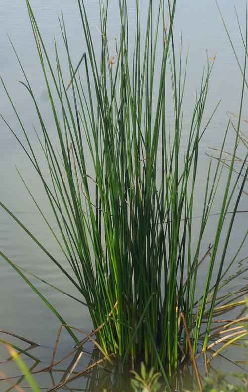feuille