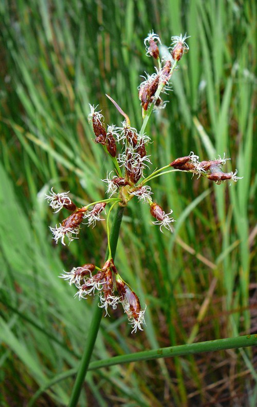 inflorescence