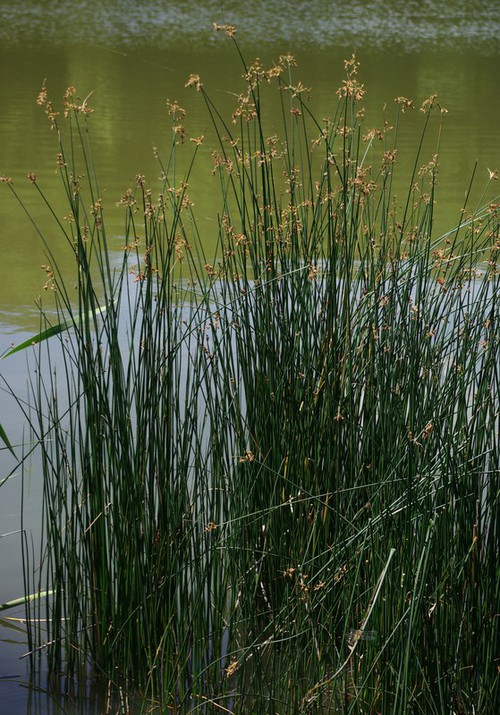 Plante entière