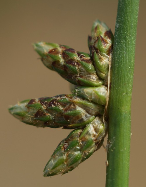 détail fleur