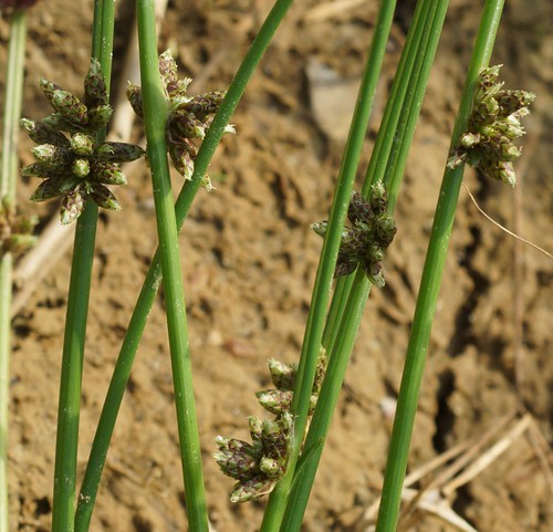 inflorescence