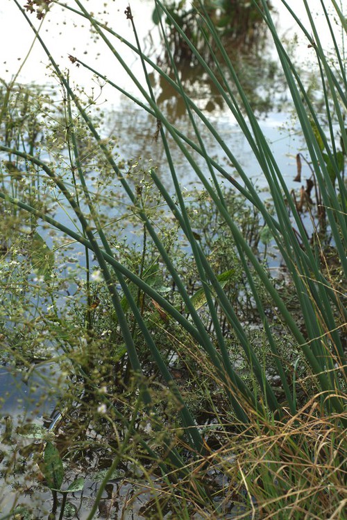 feuille