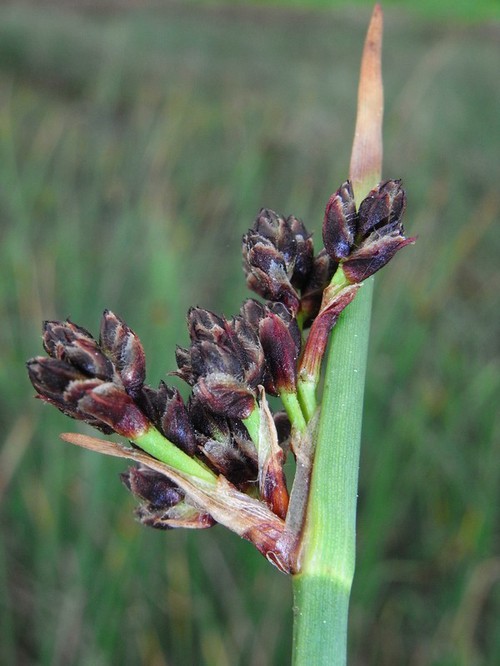 inflorescence