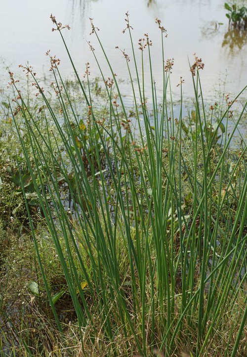 Plante entière
