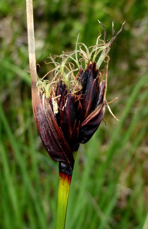 détail inflorescence