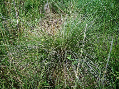 feuille